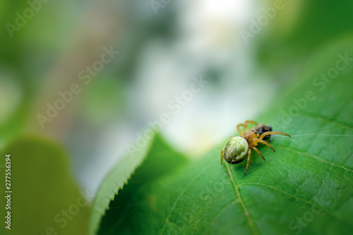 the spider sits on a green leaf and eats a fly