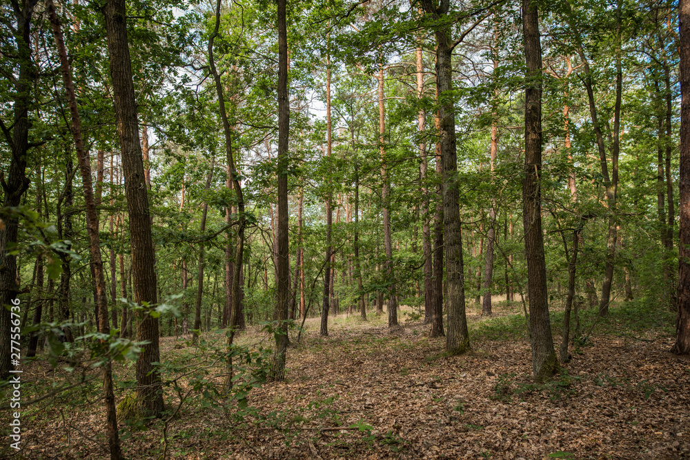 Obraz premium Zvole forest