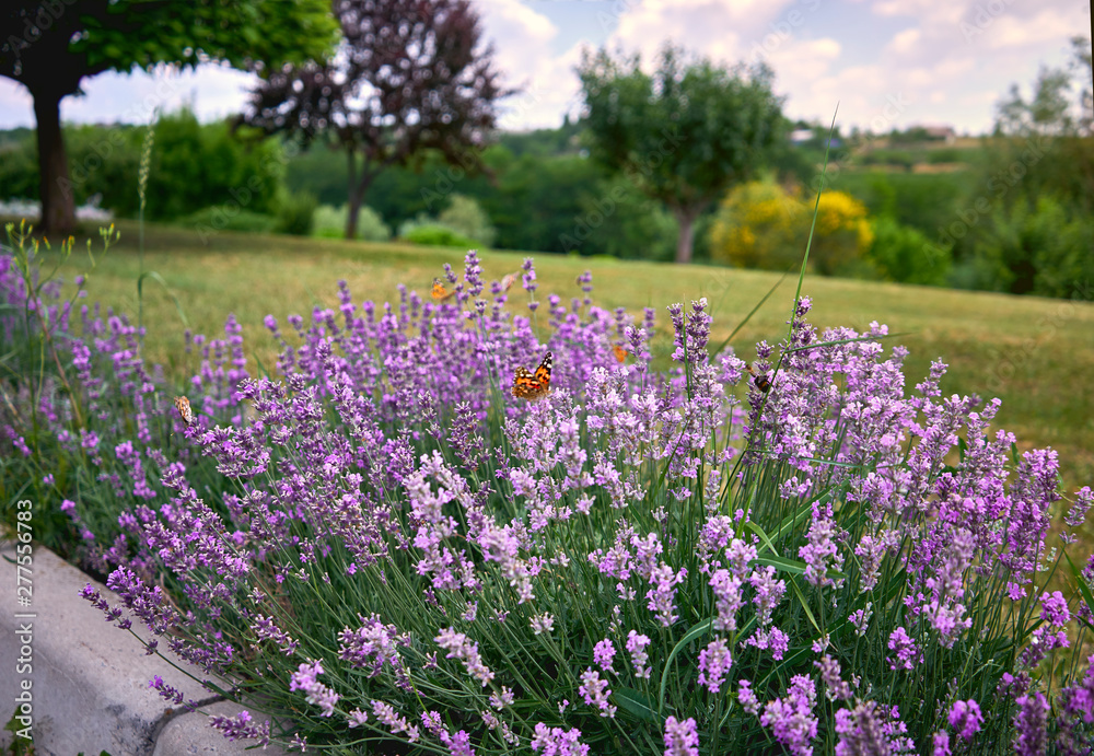 many butterflies sitting on a beautiful and fragrant lavender