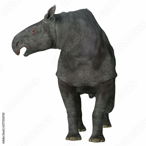 Paraceratherium Mammal on White - Paraceratherium was a herbivorous mammal that lived in Eurasia during the Eocene and Oligocene Periods. photo