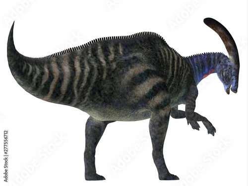 Parasaurolophus Dinosaur Tail - Parasaurolophus with a cranial crest was a herbivorous Hadrosaur dinosaur that lived in North America during the Cretaceous Period. © Catmando