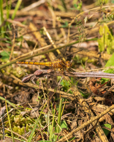 dragonfly on grass