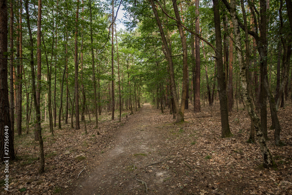 Zvole forest