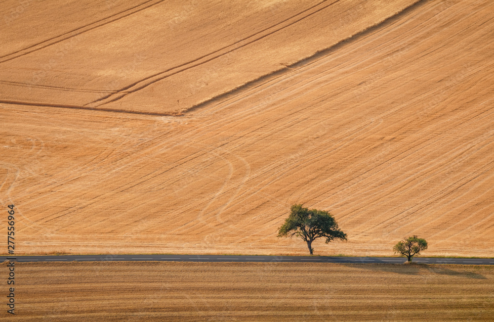 Agricultural summer. Natural Landscape In Brown And Yellow Colors of Ceske stredohori at the sunset, Czechia