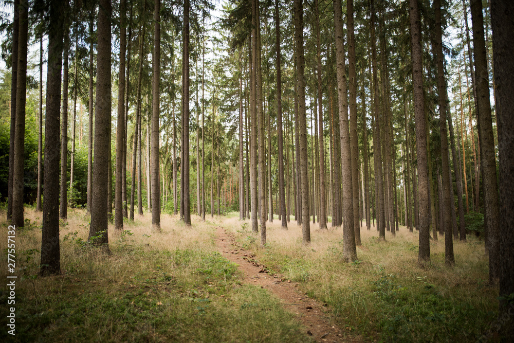 Zvole forest