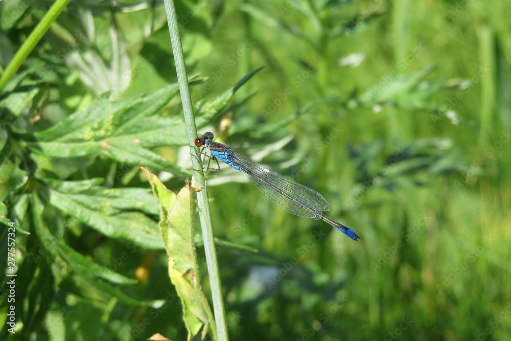 Blue dragonfly on grass in the meadow, closeup Blue dragonfly on grass in the meadow, closeup