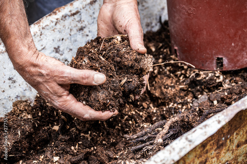 Man hands holding chunks of manure: organic gardening and fertilizing in country farm