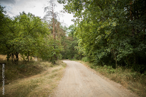 Zvole forest