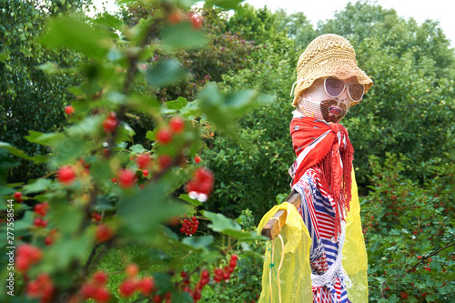 Children's hand made scarecrow to protect bushes of red currant from the birds on allotment photo