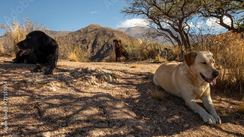 Esplorando i dintorni di Cafayate con la compagnia di tre sorelle Labrador, Salta, Argentina photo