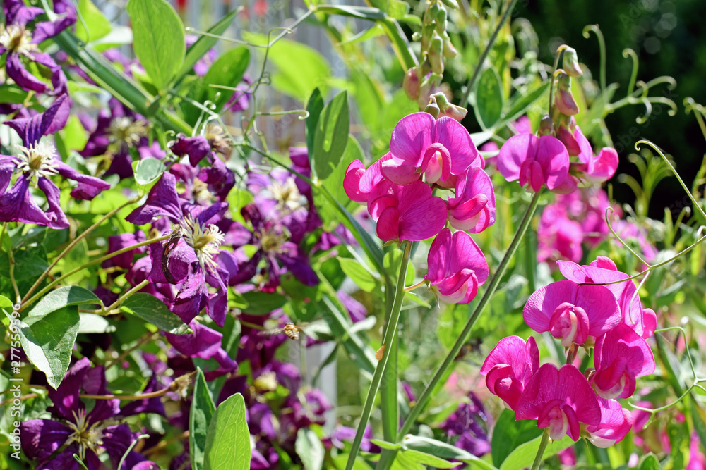 Wicken, Clematis Wicken, Clematis