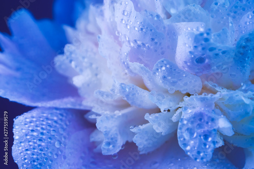 Dark blue floral background. Petals with dew drops