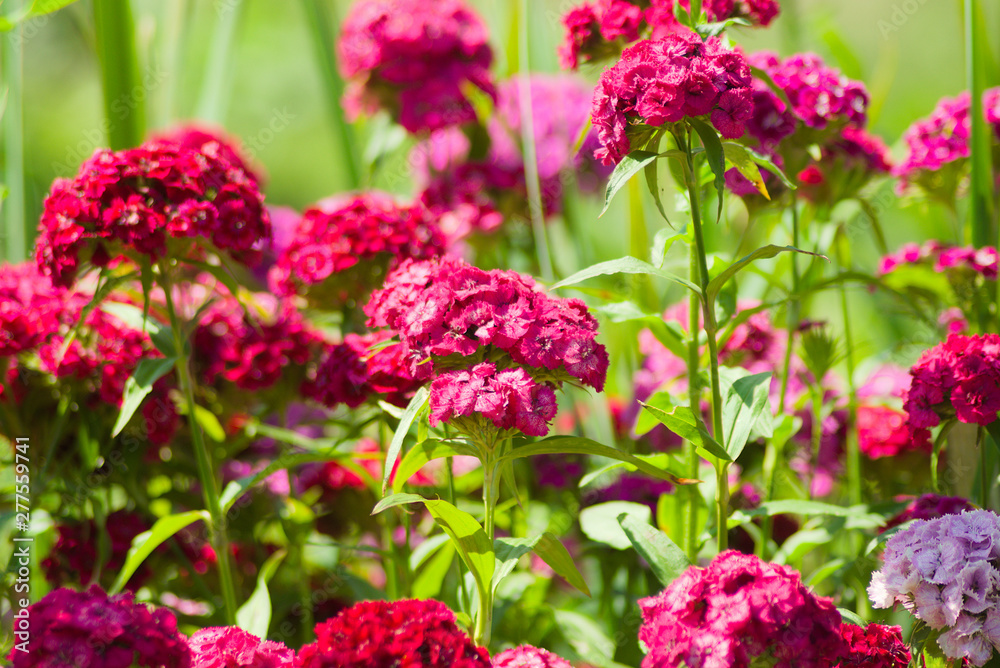 Bright pink Turkish carnations (Dianthus barbatus). Natural floral background. Spring and summer flowers Bright pink Turkish carnations (Dianthus barbatus). Natural floral background. Spring and summer flowers