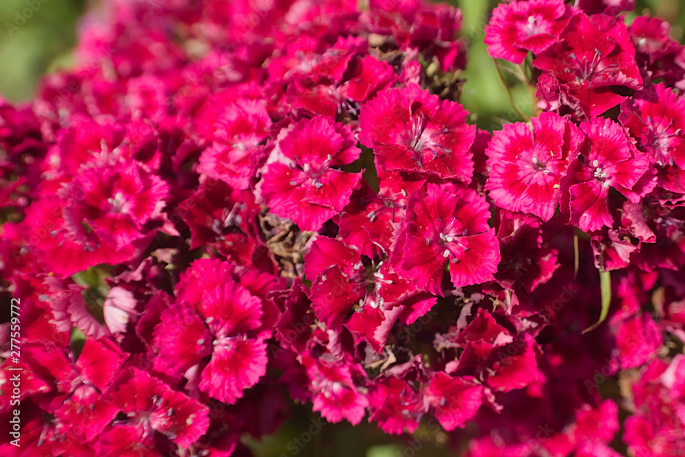 Bright pink Turkish carnations (Dianthus barbatus). Natural floral background. Spring and summer flowers Bright pink Turkish carnations (Dianthus barbatus). Natural floral background. Spring and summer flowers