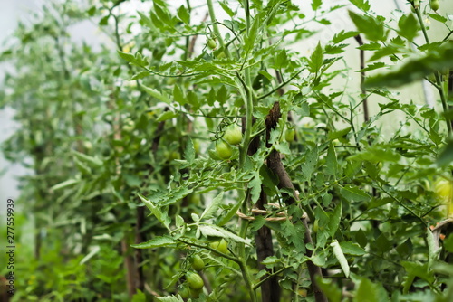 Bushes with unripe tomatoes in the greenhouse. Agricultural concept, cultivated plants.
