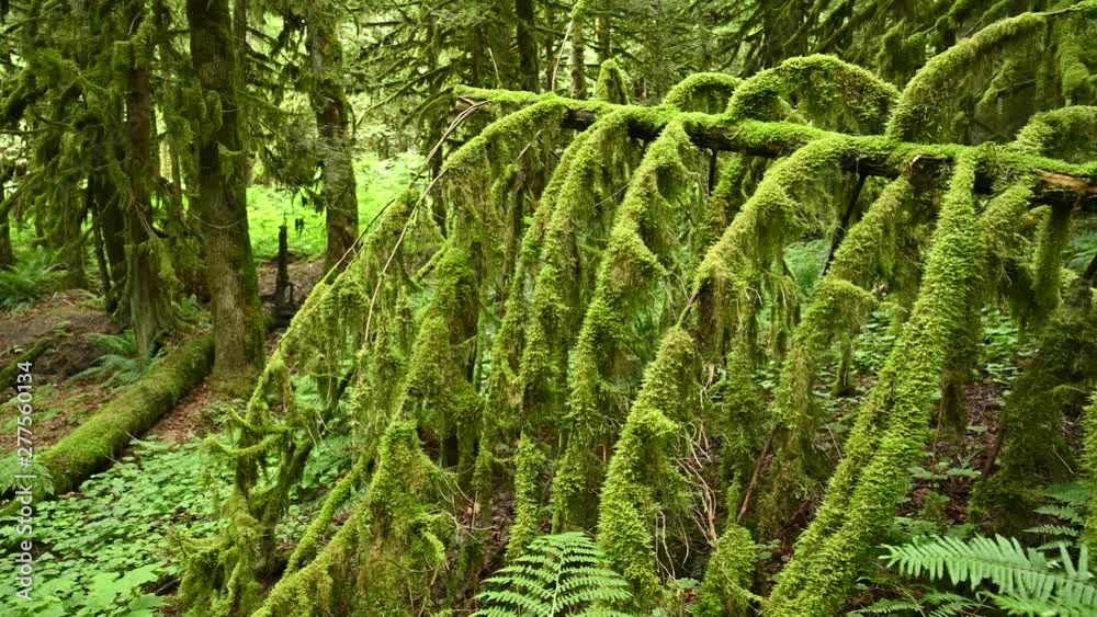 Close up video of dead tree trunk laying on the ground in the dark rainforest, it is covered with moss and the branches are showing an interesting looking shape. Camera looks on. Close up video of dead tree trunk laying on the ground in the dark rainforest, it is covered with moss and the branches are showing an interesting looking shape. Camera looks on.