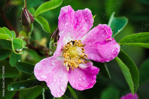 Pink flower of dog-rose (Rosa) on bush in rainy park. Natural summer background