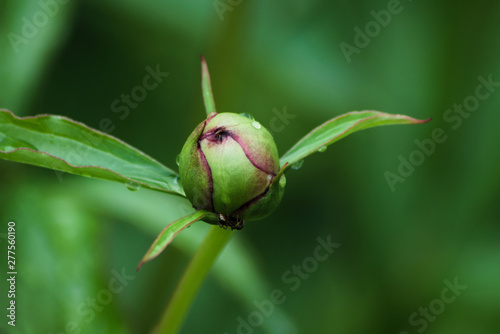 Green peony bud in a rainy park. Natural summer background