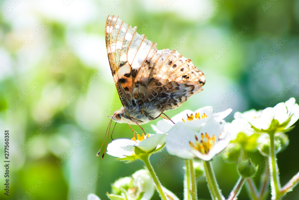 A brown butterfly sits on a white strawberry flower. Wild life of summer insects A brown butterfly sits on a white strawberry flower. Wild life of summer insects