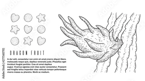 Dragon fruit.Pitaya.Pitahaya whole and sliced exotic fruit isolated on white background.Energy food,refreshing cocktail product for restaurants and cafes.Hand drawn engraving style vector.