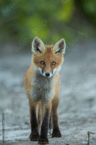 Young Red fox (Vulpes vulpes) © Kalle Pihelgas