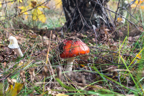 poisonous mushroom red fly agaric on the edge of the autumn forest