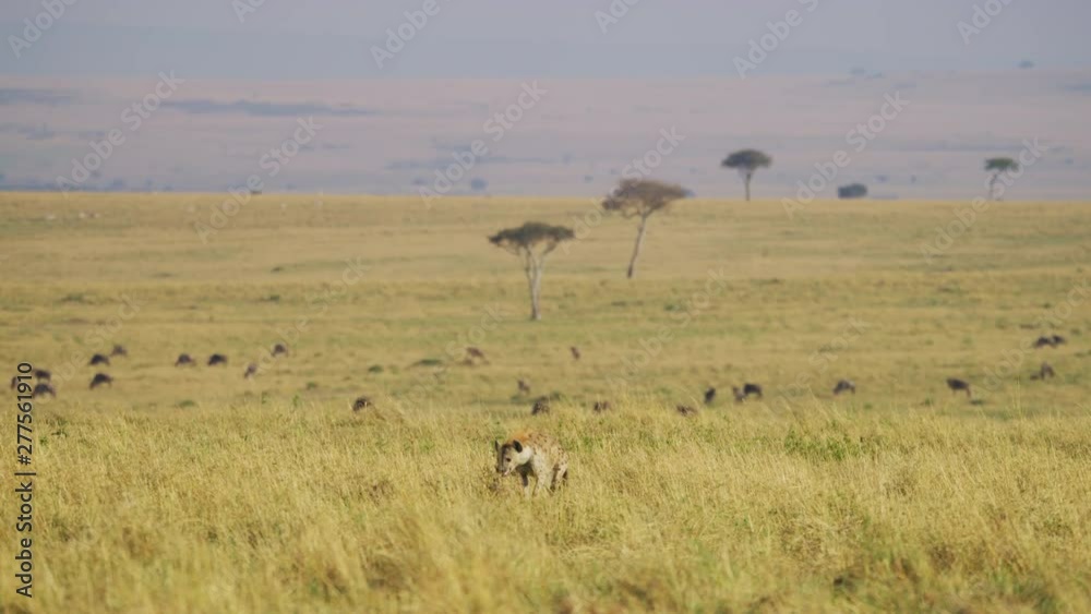 Hyena and a wildebeest herd in Maasai Mara, Africa Hyena and a wildebeest herd in Maasai Mara, Africa