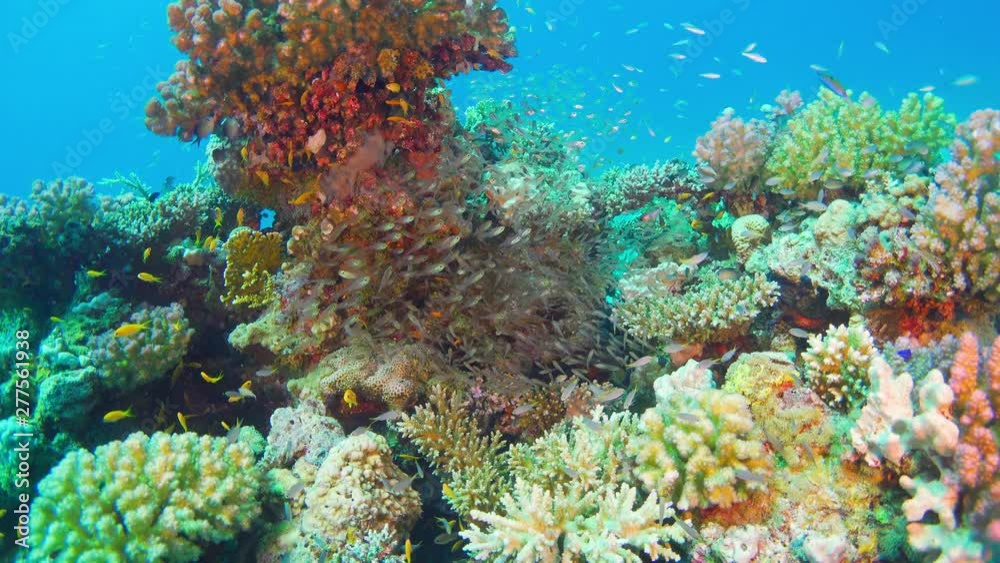 Tropical Fish on Vibrant Coral Reef Tropical Fish on Vibrant Coral Reef