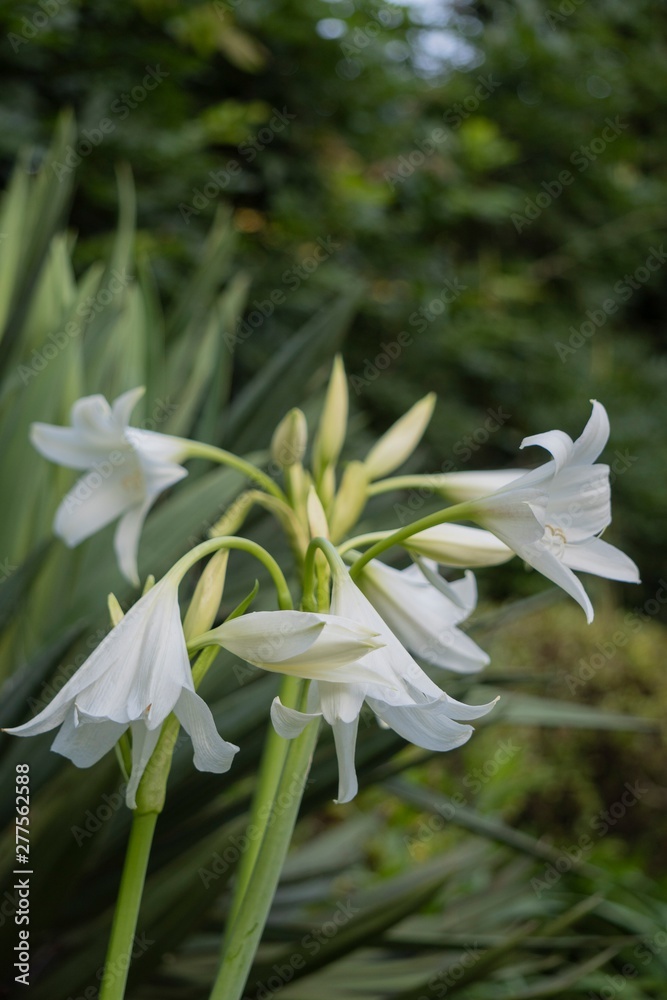 ハマユウ アフリカハマユウの花と蕾 後ろにユッカの葉のボケがある縦長写真 Stock Photo Adobe Stock