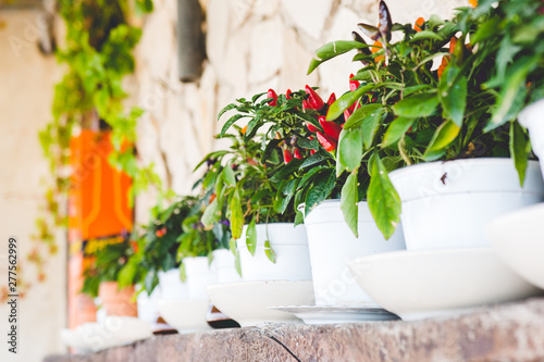 Peperoncino garganico a Vieste