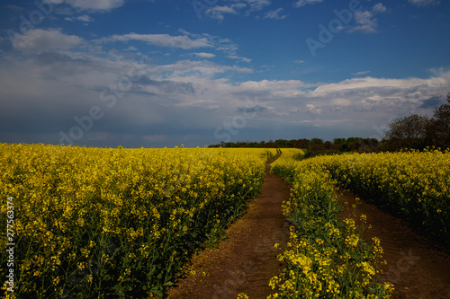 Fototapeta Naklejka Na Ścianę i Meble -  the landscape of a yellow rapeseed field with a dirt road among flowers on the background of a white sky with white clouds