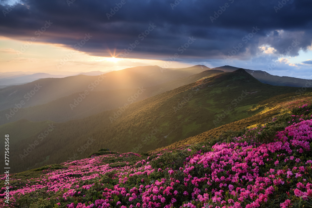 Lawn with the pink rhododendrons. Touristic place Carpathian national park, Ukraine. Beautiful sunset shine enlightens the picturesque landscapes. Majestic summer day.