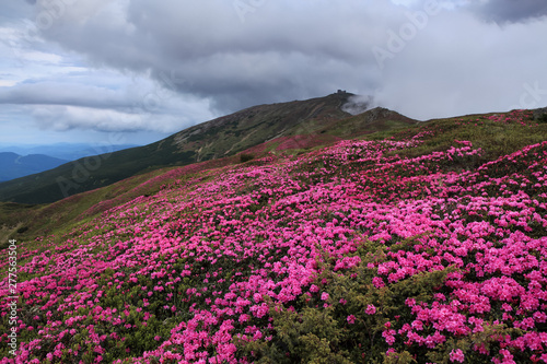There is an abandoned observatory on the high mountain Pip Ivan, pink rhododendrons are growing on the lawn with the rocks. The morning fog spreads across. Mysterious summer day.