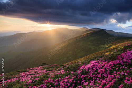 Lawn with the pink rhododendrons. Touristic place Carpathian national park  Ukraine. Beautiful sunset shine enlightens the picturesque landscapes. Majestic summer day.