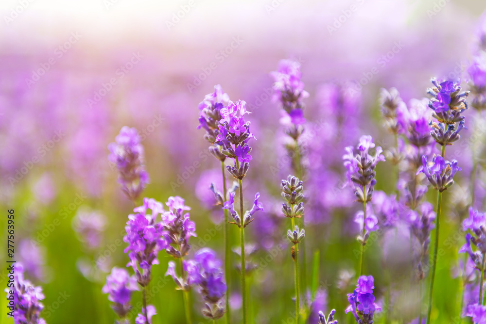 Naklejka premium Field of organic lavender flowers , summer concept, farm which produces lavender oil