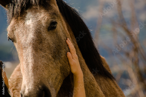 woman caressing horse cheeck