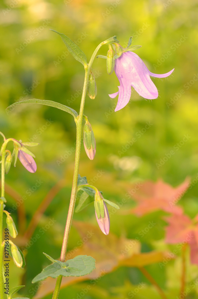 A beautiful wildflower grows in a meadow. A beautiful wildflower grows in a meadow.