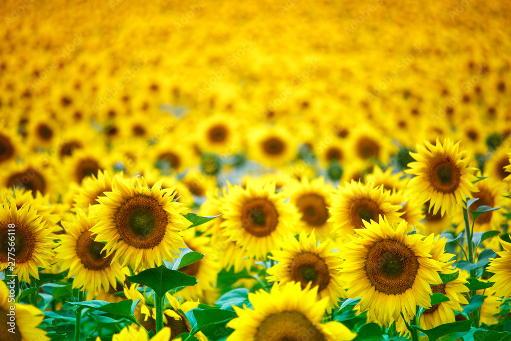 Infinite field with bright yellow blooming sunflowers, soft focus Infinite field with bright yellow blooming sunflowers, soft focus