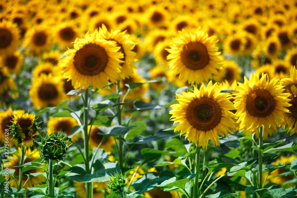 Infinite field with bright yellow blooming sunflowers, soft focus