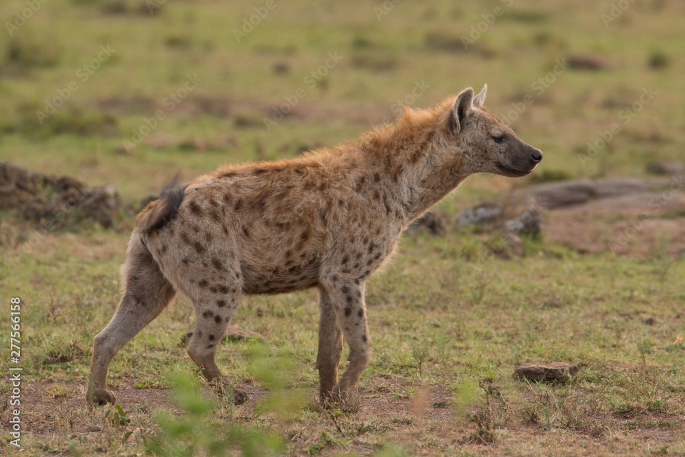 Fototapeta premium Hyena wandering the plains of Kenya