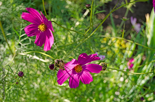 Cosmea garden. Summer flowers and greens