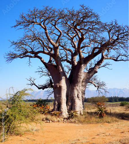 Kruger park in South Africa