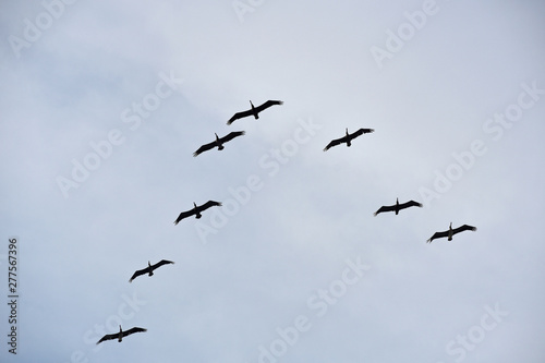 Pelicans Flying in Formation