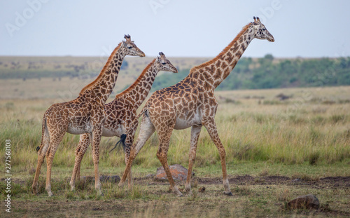Giraffe among savanna in Africa
