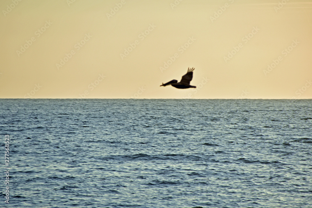 Pelican in Flight over Ocean