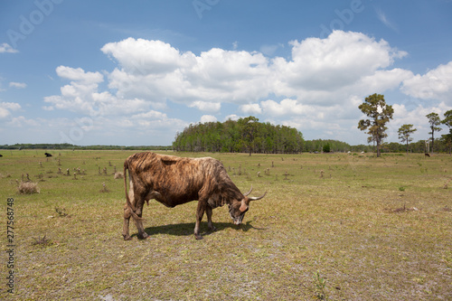 Florida Cracker Cow in Pasture