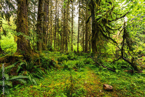 Hoh Rain Forest, Washington, United States of America, nature, landscape, background, wildlife, elk, tourism, Travel USA, North America, evergreen © Marek