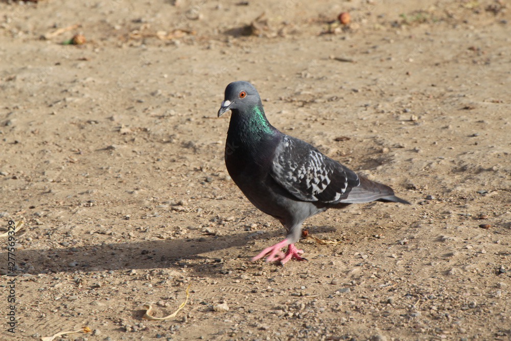 Obraz premium Piccione