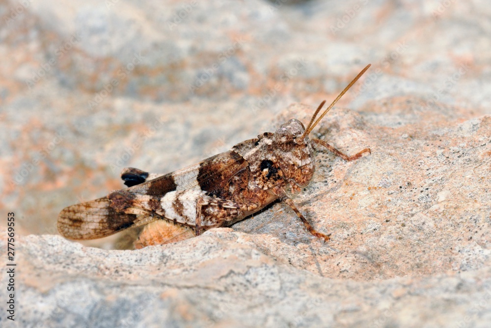 Oedipoda caerulescens (Blue-winged Grasshopper) is a grasshopper in the genus Oedipoda Oedipoda caerulescens (Blue-winged Grasshopper) is a grasshopper in the genus Oedipoda
