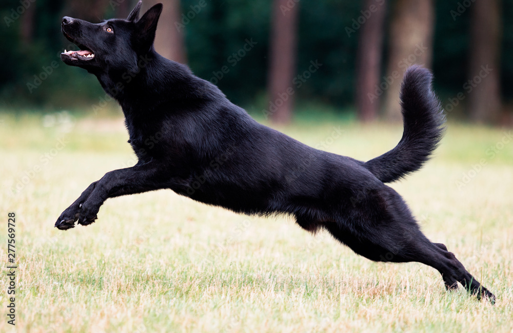 dog black german shepherd jumping on the grass dog black german shepherd jumping on the grass